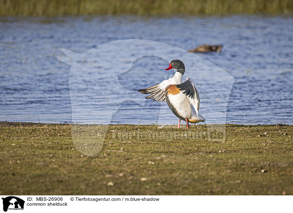 common shelduck / MBS-26906