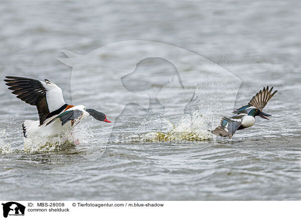 Brandgans / common shelduck / MBS-28008