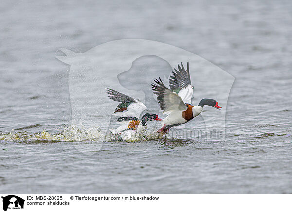 Brandgnse / common shelducks / MBS-28025