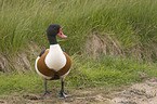 Common Shelduck