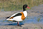 common shelduck