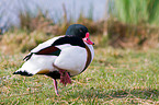 common shelduck