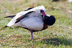 common shelduck