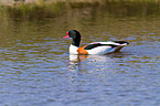 common shelduck