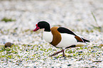 common shelduck