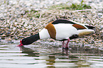 common shelduck