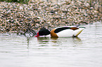 common shelduck