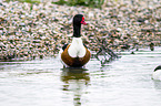 common shelduck