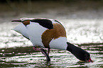 common shelduck