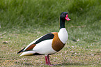 common shelduck