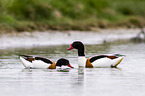 common shelducks