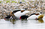 common shelducks