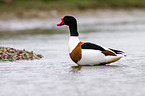 common shelduck