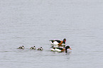 common shelducks