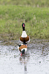 common shelducks