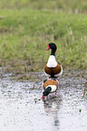 common shelducks