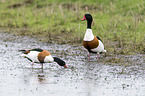 common shelducks