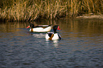 common shelducks