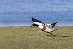 common shelduck