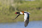 common shelduck