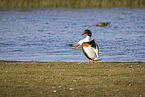 common shelduck