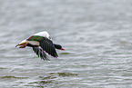 common shelduck