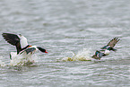 common shelduck