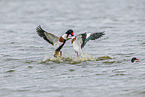 common shelducks