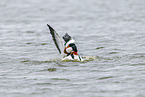 common shelducks