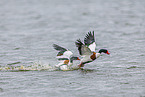 common shelducks