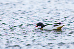 common shelduck