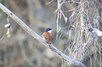 Shining Flycatcher