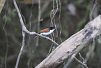 Shining Flycatcher