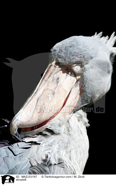 Schuhschnabel / shoebill / MAZ-03197