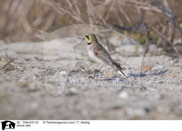 shore lark / THA-03110