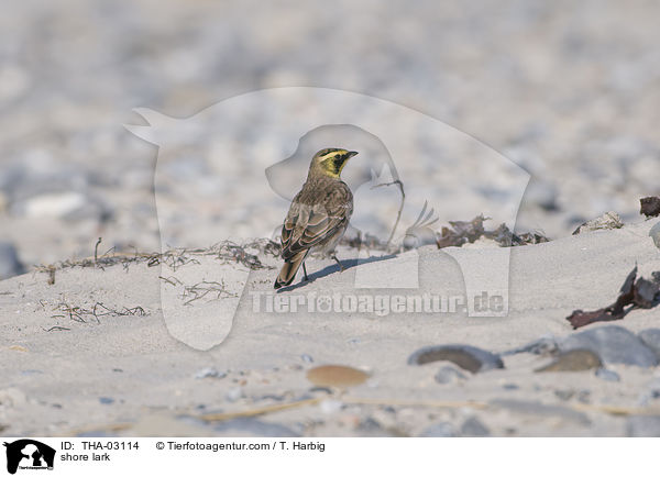 Ohrenlerche / shore lark / THA-03114