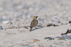 shore lark