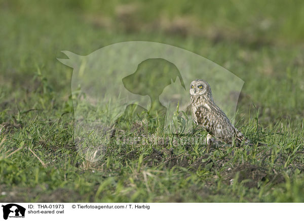 short-eared owl / THA-01973
