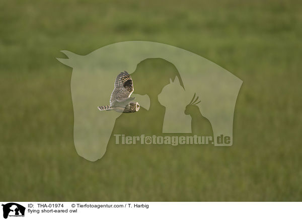 fliegende Sumpfohreule / flying short-eared owl / THA-01974