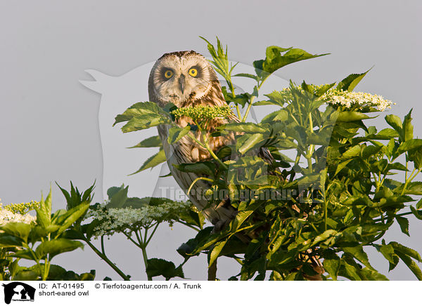 short-eared owl / AT-01495