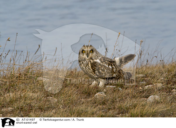 short-eared owl / AT-01497
