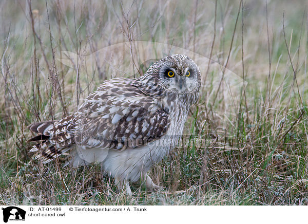 short-eared owl / AT-01499