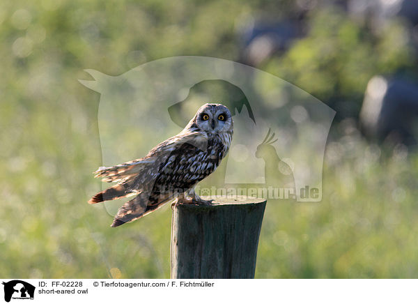 short-eared owl / FF-02228