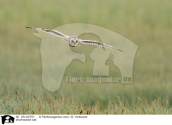 short-eared owl / DV-02751