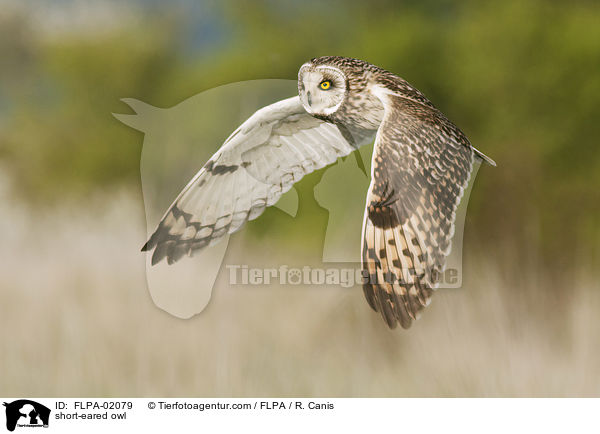short-eared owl / FLPA-02079