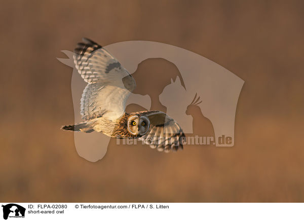 short-eared owl / FLPA-02080