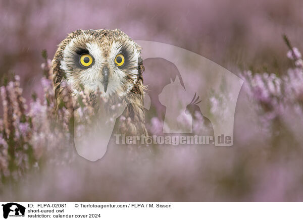 short-eared owl / FLPA-02081