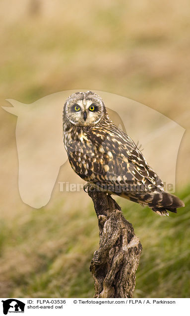 short-eared owl / FLPA-03536