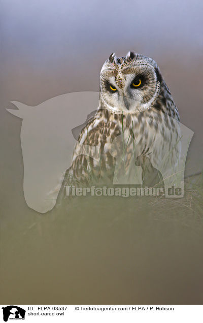 short-eared owl / FLPA-03537