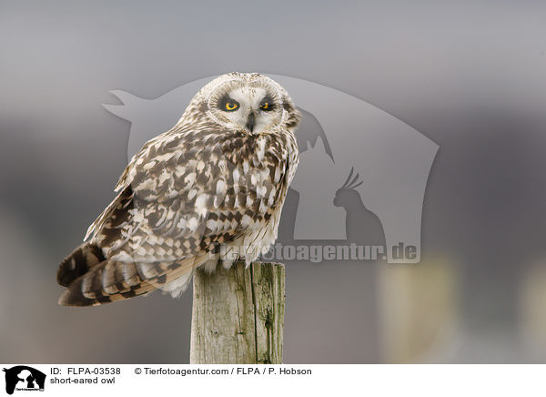 short-eared owl / FLPA-03538